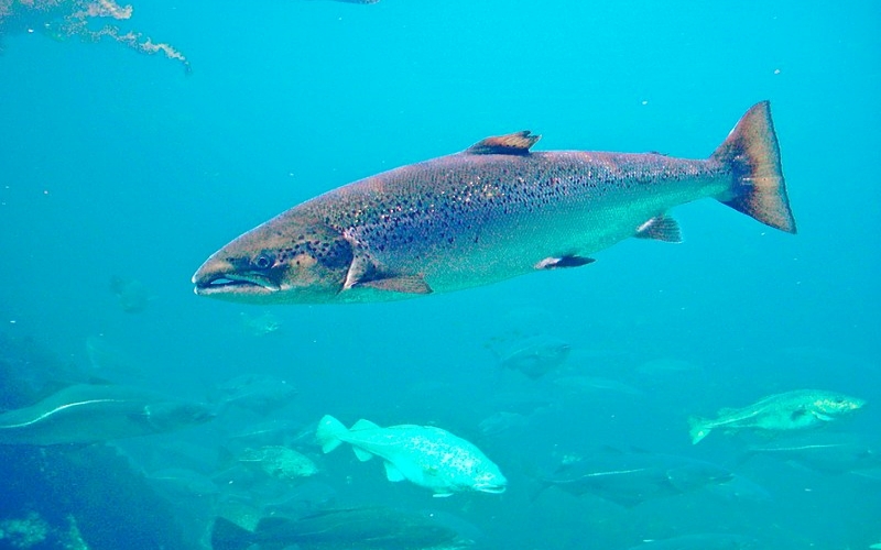 Ikan salmon hewan yang hidup di air