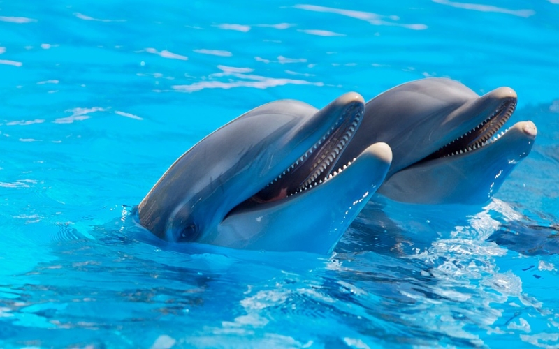 lumba-lumba hewan yang hidup di air