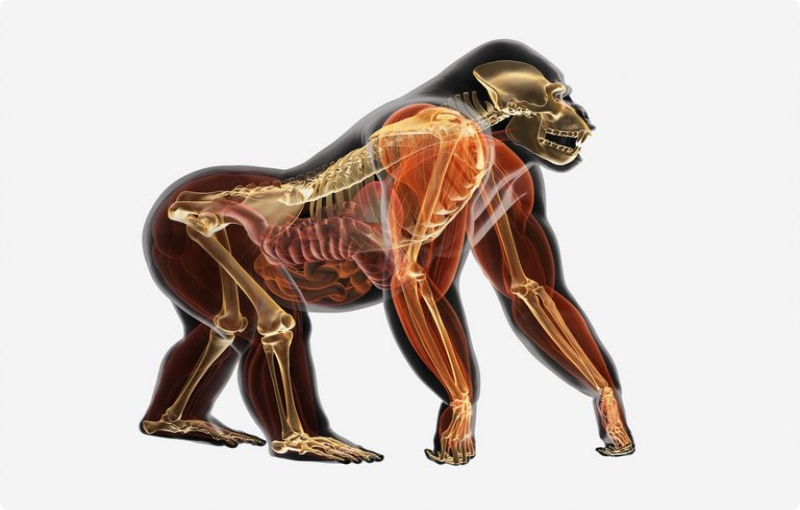 Hewan yang bergerak dengan tulang dan otot yang kuat yaitu