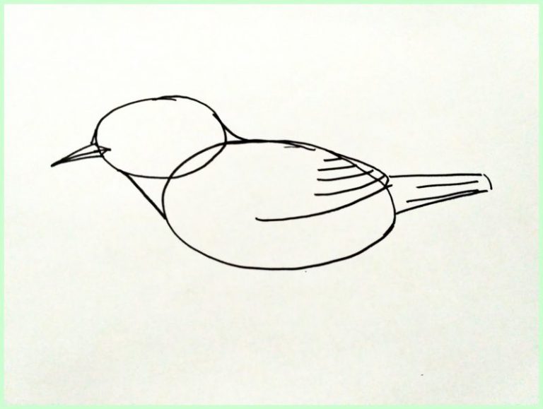 √202 Sketsa Gambar Burung Lengkap Paling Unik & Menarik - Sindunesia