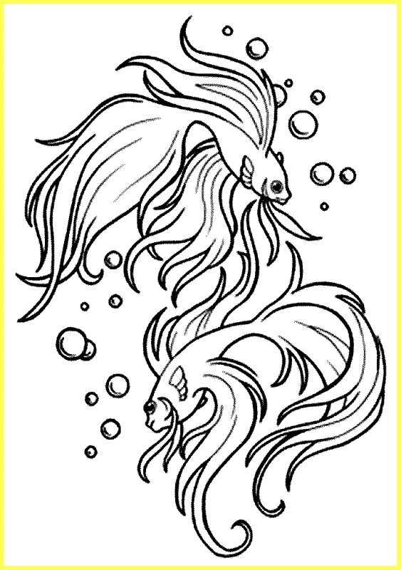 gambar sketsa ikan cupang pipih