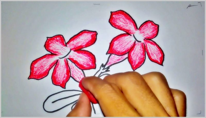 sketsa gambar bunga kamboja