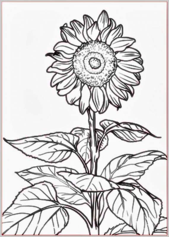 sketsa gambar bunga matahari