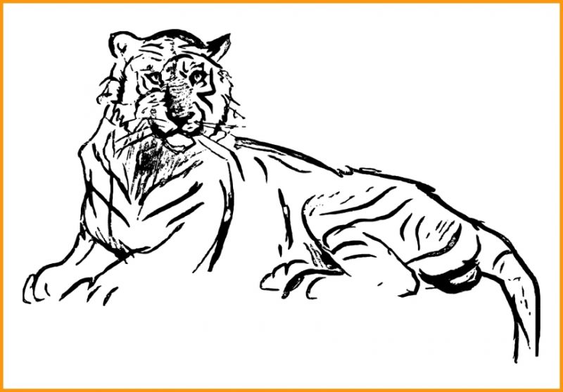 sketsa gambar harimau keren