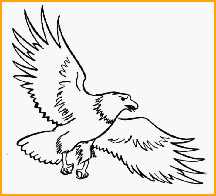 sketsa gambar hewan burung elang