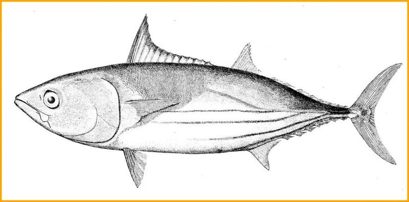 sketsa gambar hewan ikan bandeng