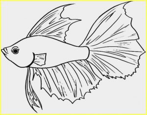 +9999 Sketsa Gambar Ikan Hias, Tawar, Laut Lengkap (Nemo, Hiu, Paus ...