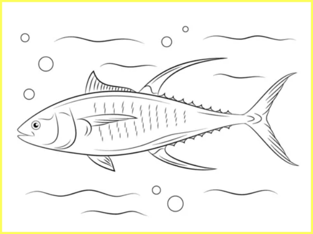 sketsa gambar ikan tuna