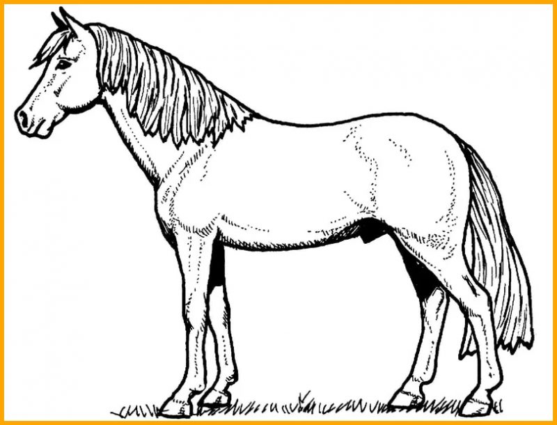 sketsa hewan kuda berambut tebal