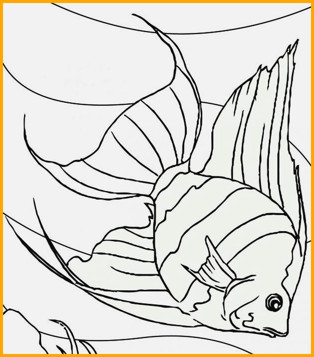sketsa ikan guppy