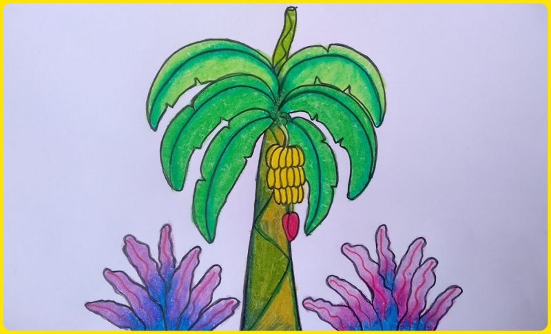 gambar sketsa pohon pisang berwarna