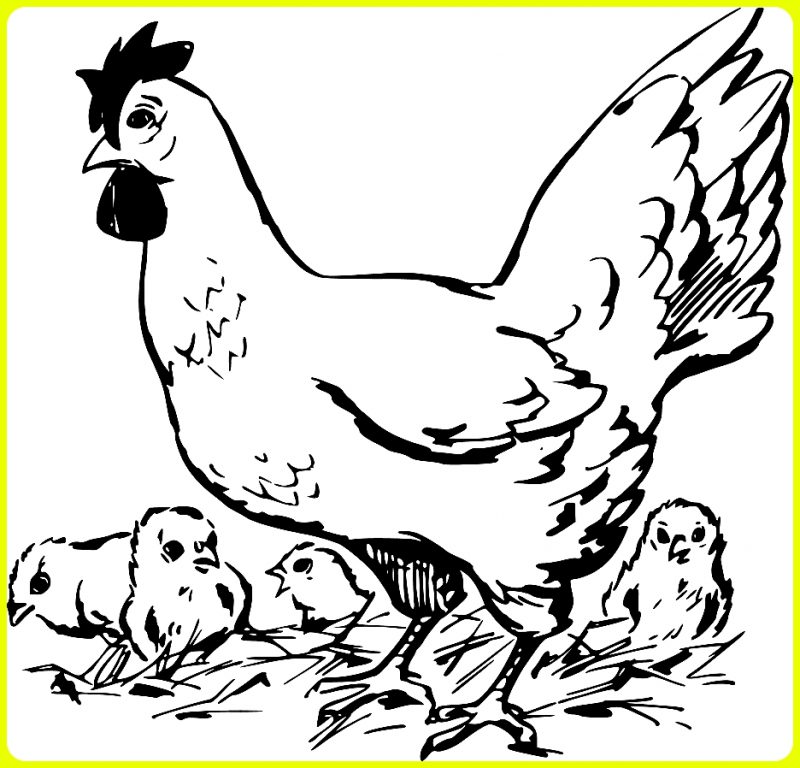 sketsa ayam dan anak anaknya