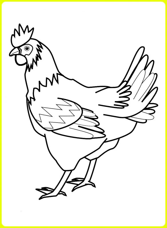 Sketsa Ayam - 38+ Daftar Sketsa Gambar Mewarnai Ayam Terbaru | Sketsa ...