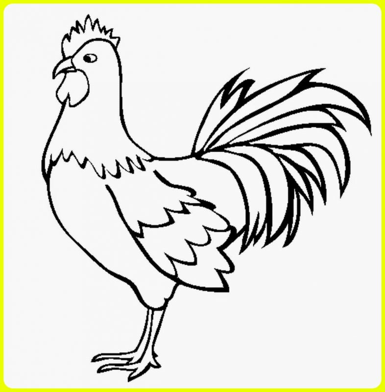 sketsa ayam jantan