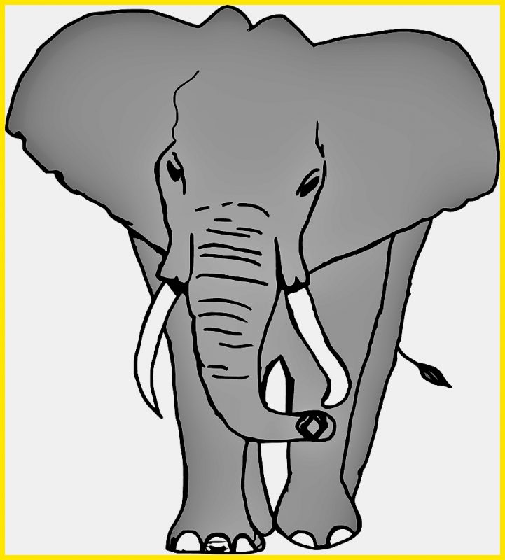 sketsa gajah berwarna abu abu