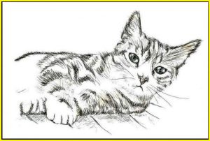 99 Sketsa Gambar Kucing: Lucu, Unik, Menarik Menggemaskan - Sindunesia
