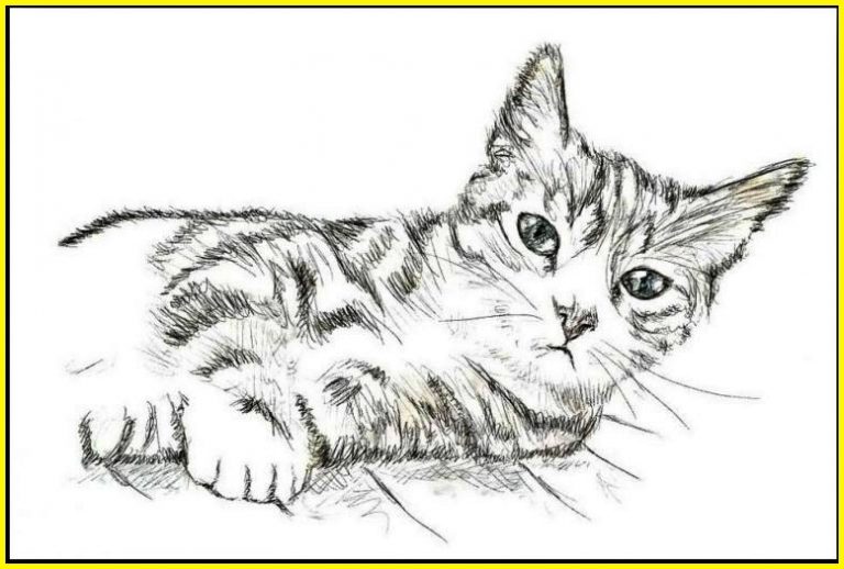 99 Sketsa Gambar Kucing: Lucu, Unik, Menarik Menggemaskan - Sindunesia