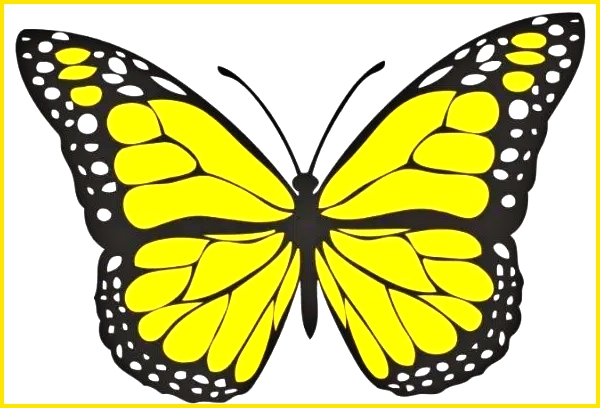 sketsa kupu kupu berwarna yellow swallowtail
