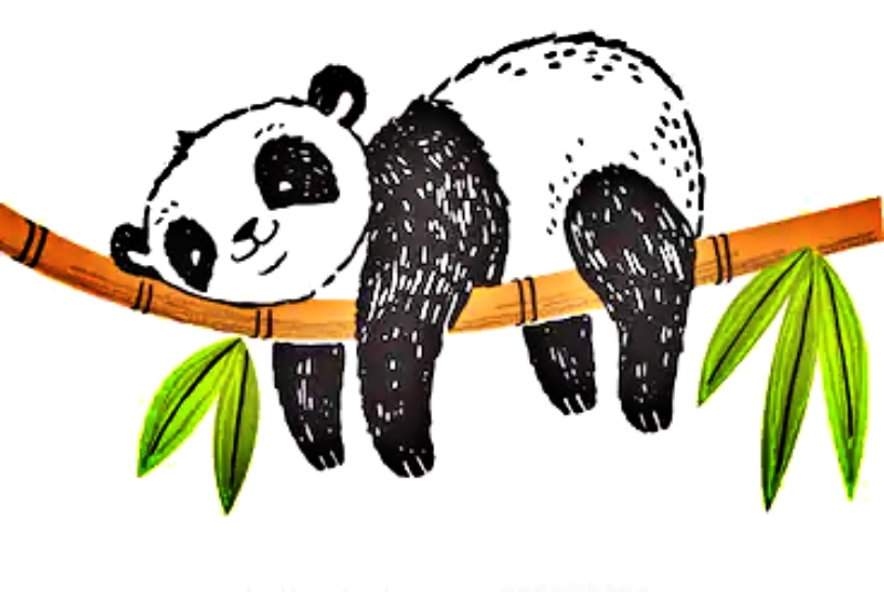 sketsa panda