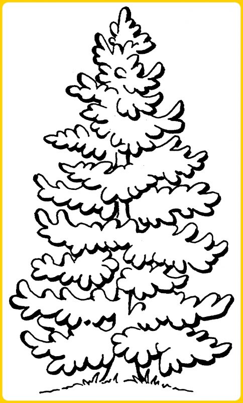 sketsa pohon cemara