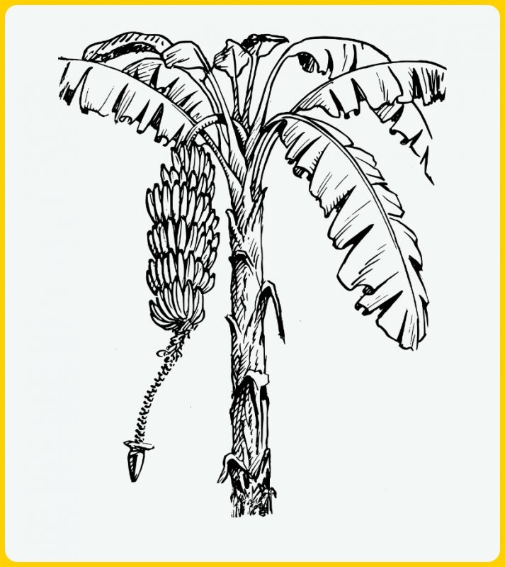 sketsa pohon pisang