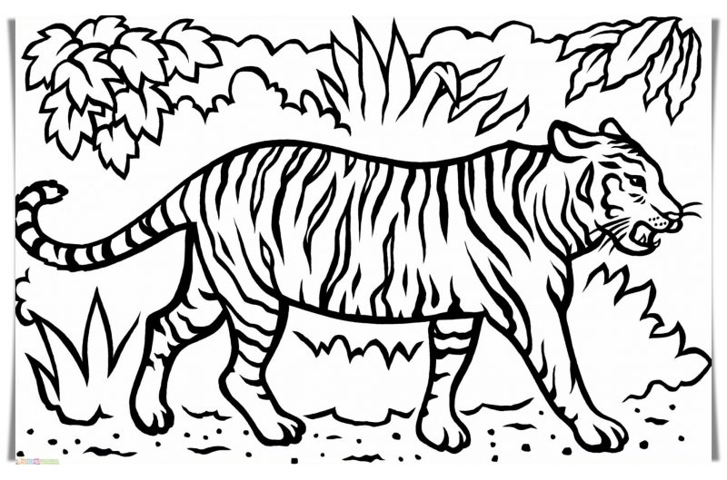 gambar harimau kartun hitam putih