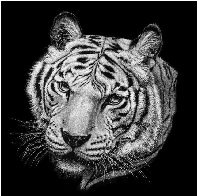kepala harimau putih