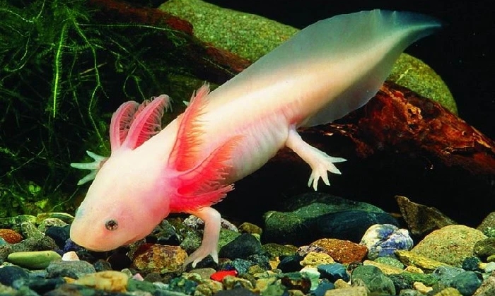 contoh hewan amfibi Axoloti (Ambystoma mexicanum)