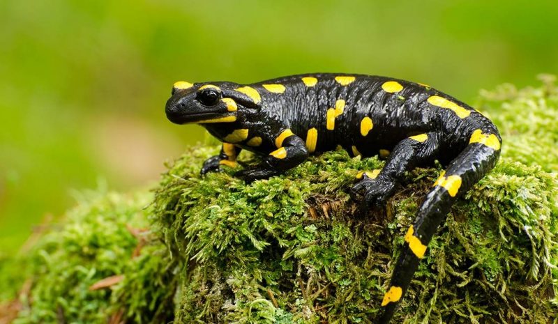 hewan amfibi Salamander (Salamander sp)