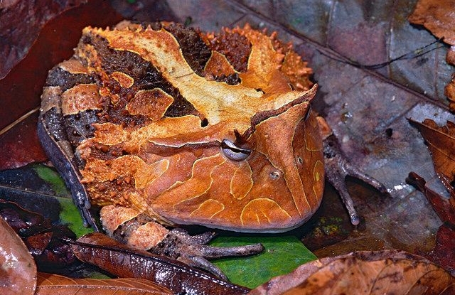 hewan amfibi Suriname Horned Frog (Ceratophrys Cornuta)