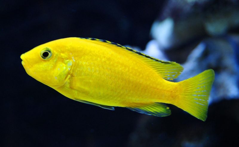jenis ikan air tawar ikan lemon